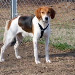 Adoptable Georgia Dogs for March 4, 2015
