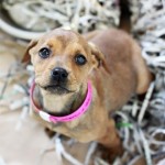 Adoptable Georgia Dogs for March 5, 2014
