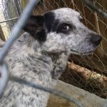 Adoptable Georgia Dogs for March 20, 2015