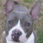 Adoptable Georgia Dogs for March 2, 2015