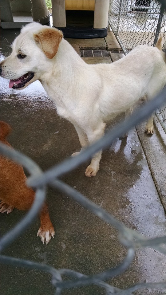 Dublin Lab Mix 30