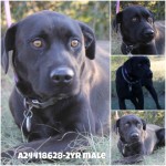 Adoptable Georgia Dogs for March 6, 2015