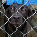 Adoptable Georgia Dogs for March 11, 2015