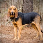 Adoptable Georgia Dogs for March 12, 2015