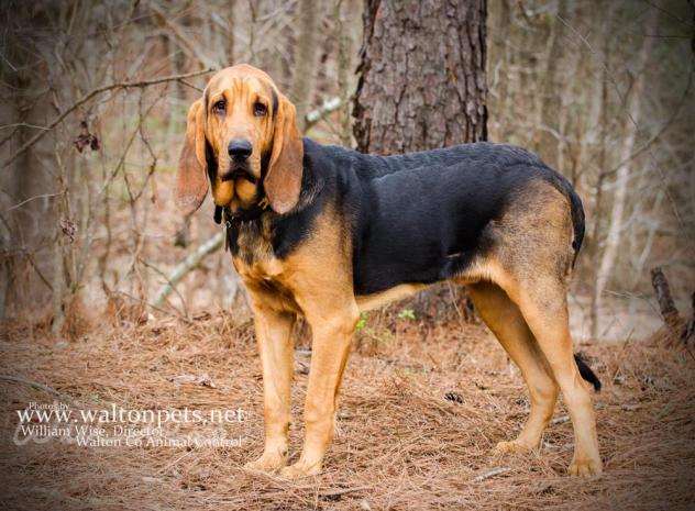 Duke2