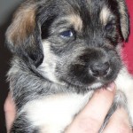 Adoptable Georgia Dogs for March 26, 2015