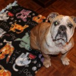 Adoptable Georgia Dogs for March 3, 2015
