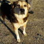 Adoptable Georgia Dogs for March 25, 2015