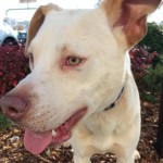 Adoptable Georgia Dogs for March 31, 2015