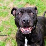Adoptable Georgia Dogs for March 18, 2015