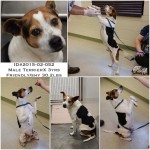 Adoptable Georgia Dogs for March 17, 2015
