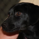 Adoptable Georgia Dogs for April 28, 2015