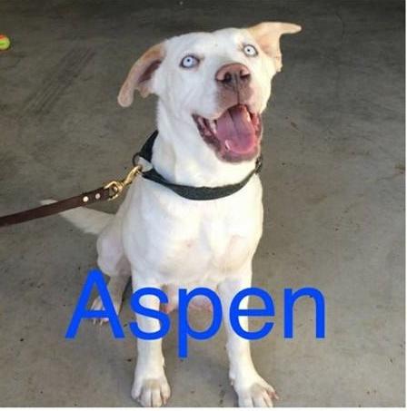 Aspen