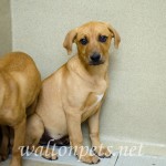 Adoptable Georgia Dogs for April 24, 2015
