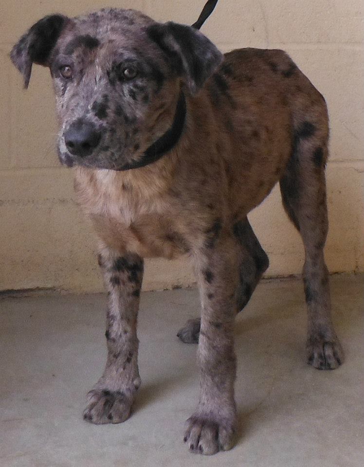 Baby Catahoula
