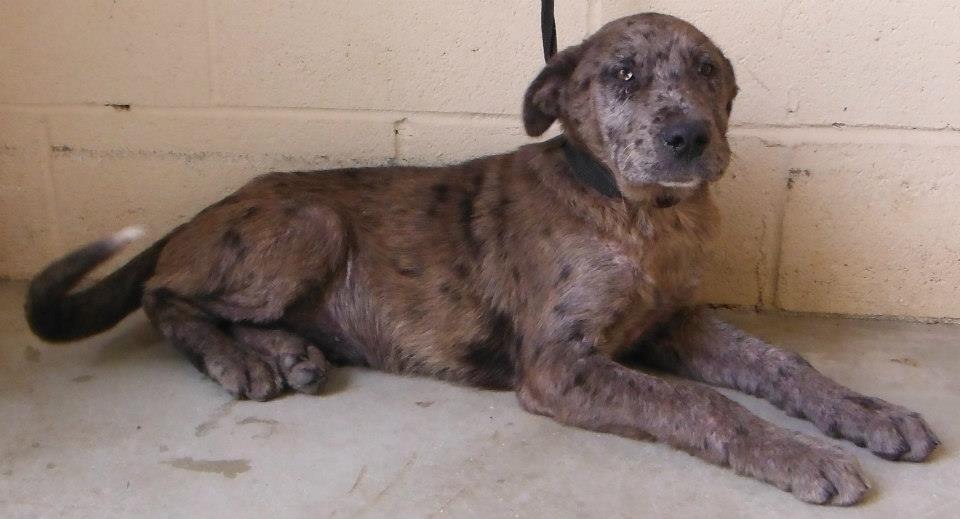 Baby Catahoula2