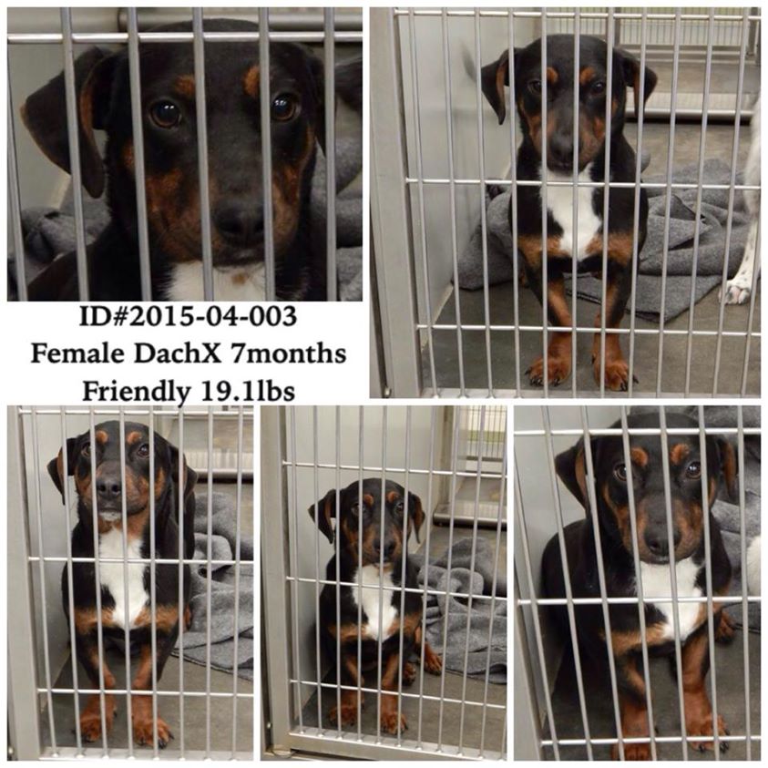 Barrow Doxie