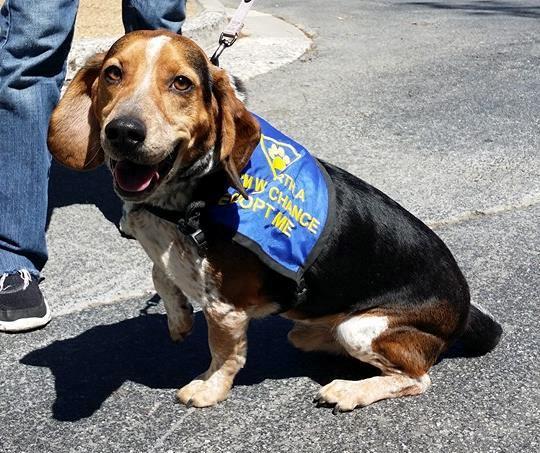 BertBeagle