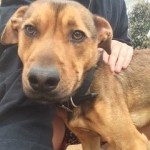 Adoptable Georgia Dogs for April 30, 2014