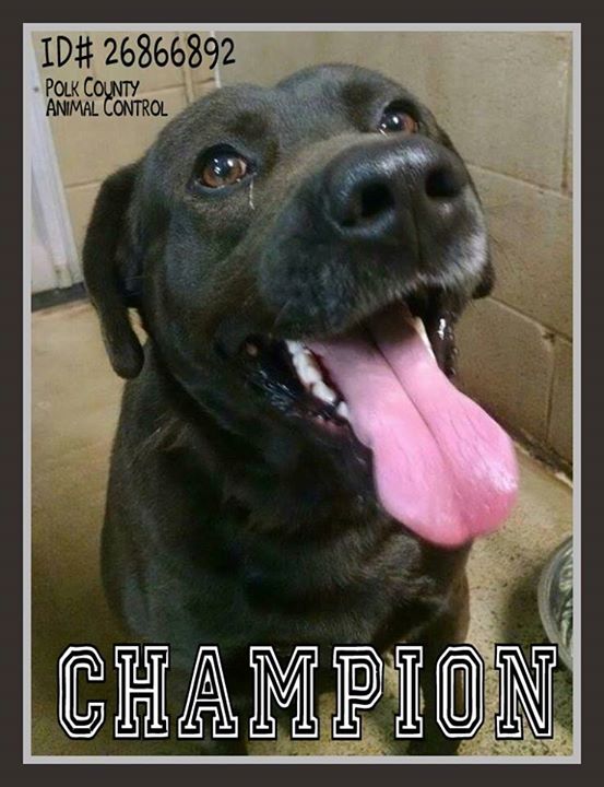Champion