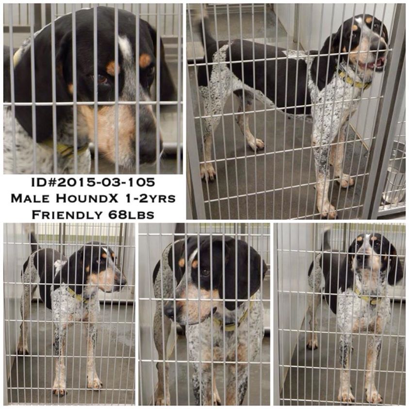 Charleston Hound