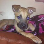 Adoptable Georgia Dogs for April 17, 2014