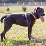 Adoptable Georgia Dogs for April 13, 2015