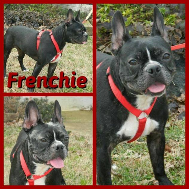 Frenchie2