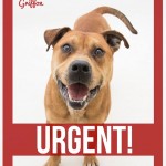 Adoptable Georgia Dogs for April 1, 2015