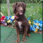 Adoptable Georgia Dogs for April 23, 2015