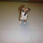 Adoptable Georgia Dogs for March 30, 2015