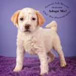 Adoptable Georgia Dogs for April 9, 2015