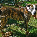 Adoptable Georgia Dogs for April 2, 2015