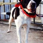 Adoptable Georgia Dogs for April 16, 2015