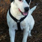 Adoptable Georgia Dogs for April 20, 2015