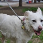 Adoptable Georgia Dogs for April 6, 2015