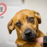 Adoptable Georgia Dogs for April 4, 2015