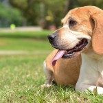 Adoptable Georgia Dogs for April 14, 2015