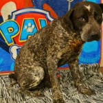 Adoptable Georgia Dogs for April 21, 2015