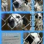 Adoptable Georgia Dogs for April 29, 2015