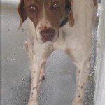 Adoptable Georgia Dogs for April 7, 2015