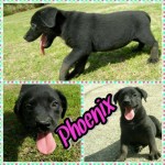 Adoptable Georgia Dogs for April 22, 2015