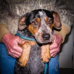 Adoptable Georgia Dogs for April 27, 2015
