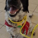 Adoptable Georgia Dogs for April 15, 2015