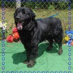 Adoptable Georgia Dogs for May 26, 2015