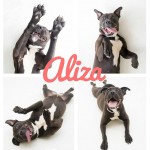 Adoptable Georgia Dogs for May 12, 2015