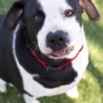 Adoptable Georgia Dogs for May 21, 2015