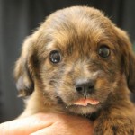 Adoptable Georgia Dogs for May 13, 2015