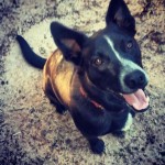 Adoptable Georgia Dogs for May 20, 2015