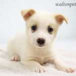 Adoptable Georgia Dogs for May 29, 2015